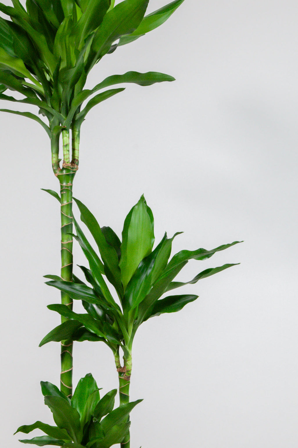 files/IndoorPlants_2-studioShots20.11.2023-371.jpg